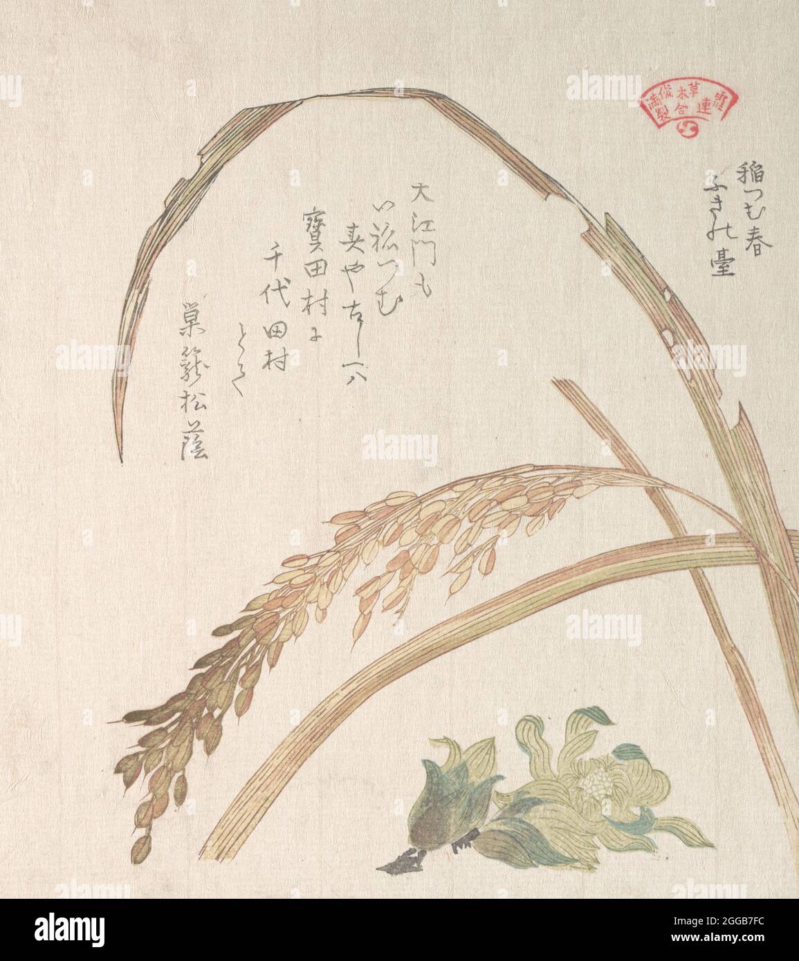Rice Plant and Butter-Burs, 19th century. Stock Photo