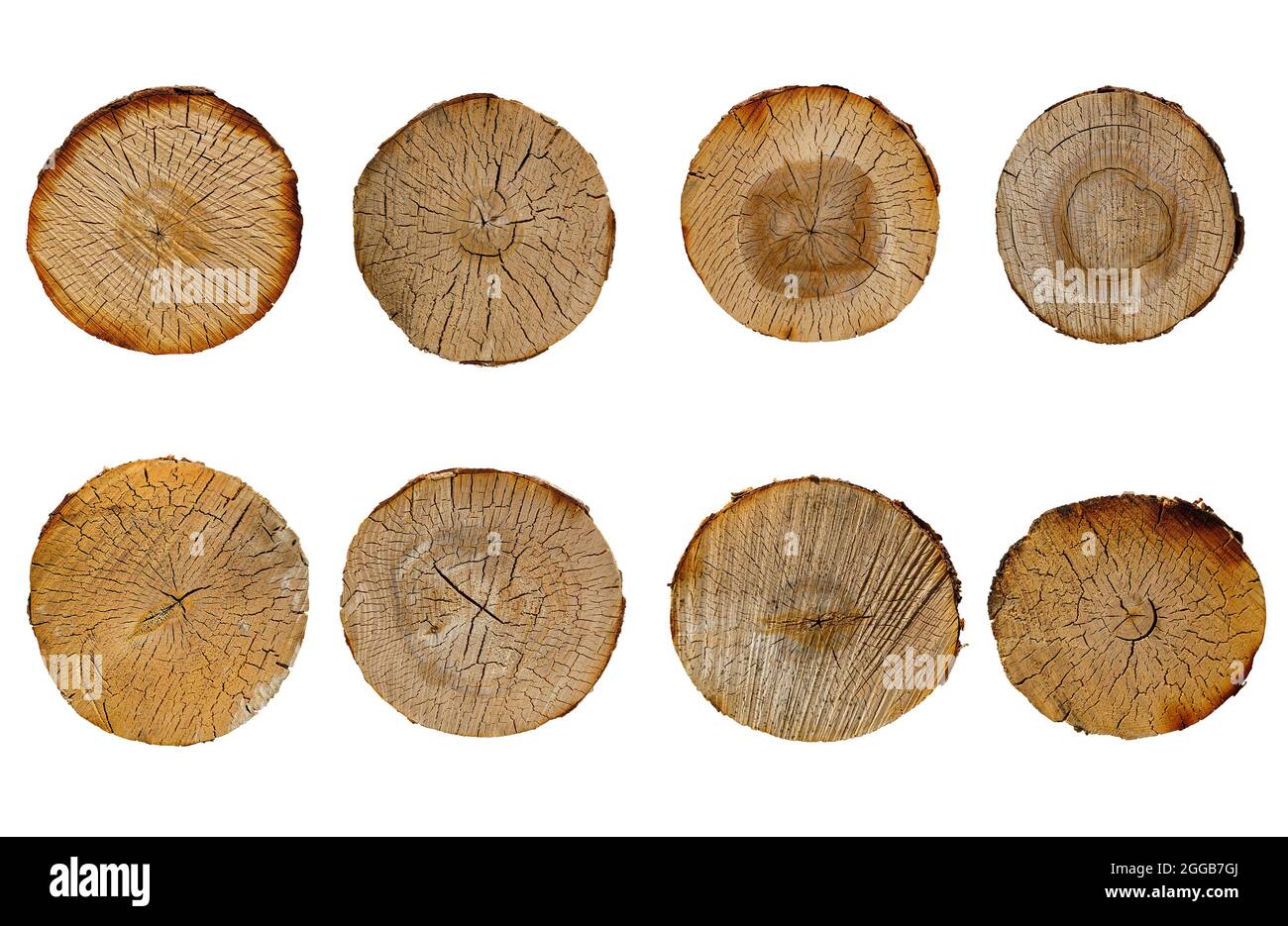 birch log cut set isolated on white background. High quality photo ...