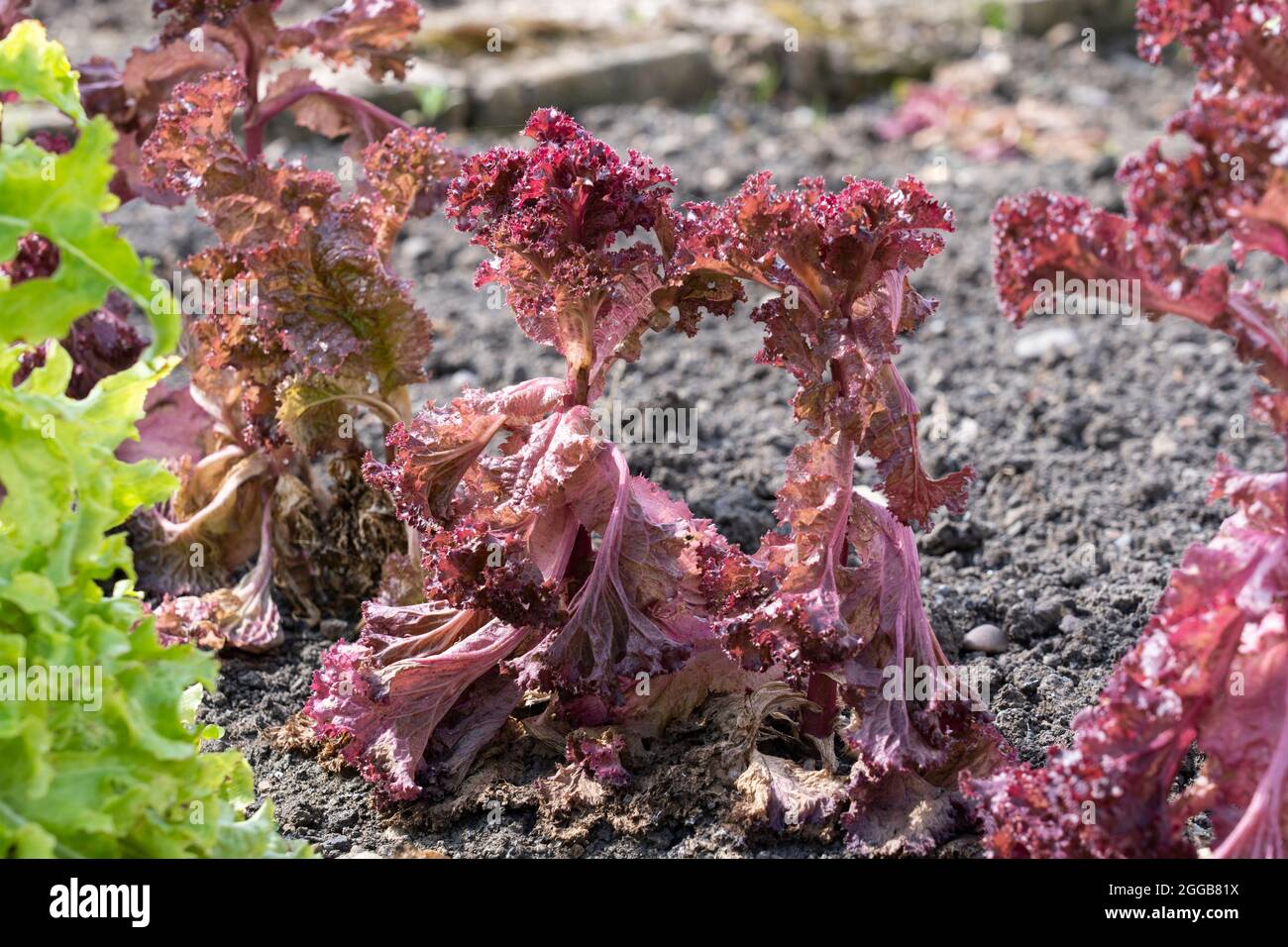 Lettuce lollo rossa with red leaves growing in a vegetable patch in a UK garden in August Stock Photo