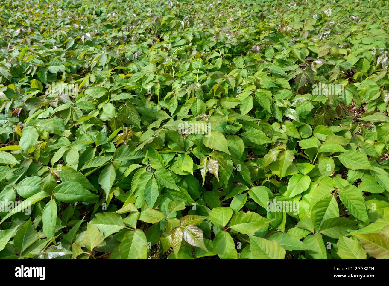 Field with Toxicodendron radicans, commonly known as eastern poison ivy, grown for and used as homeopathic medicine Stock Photo