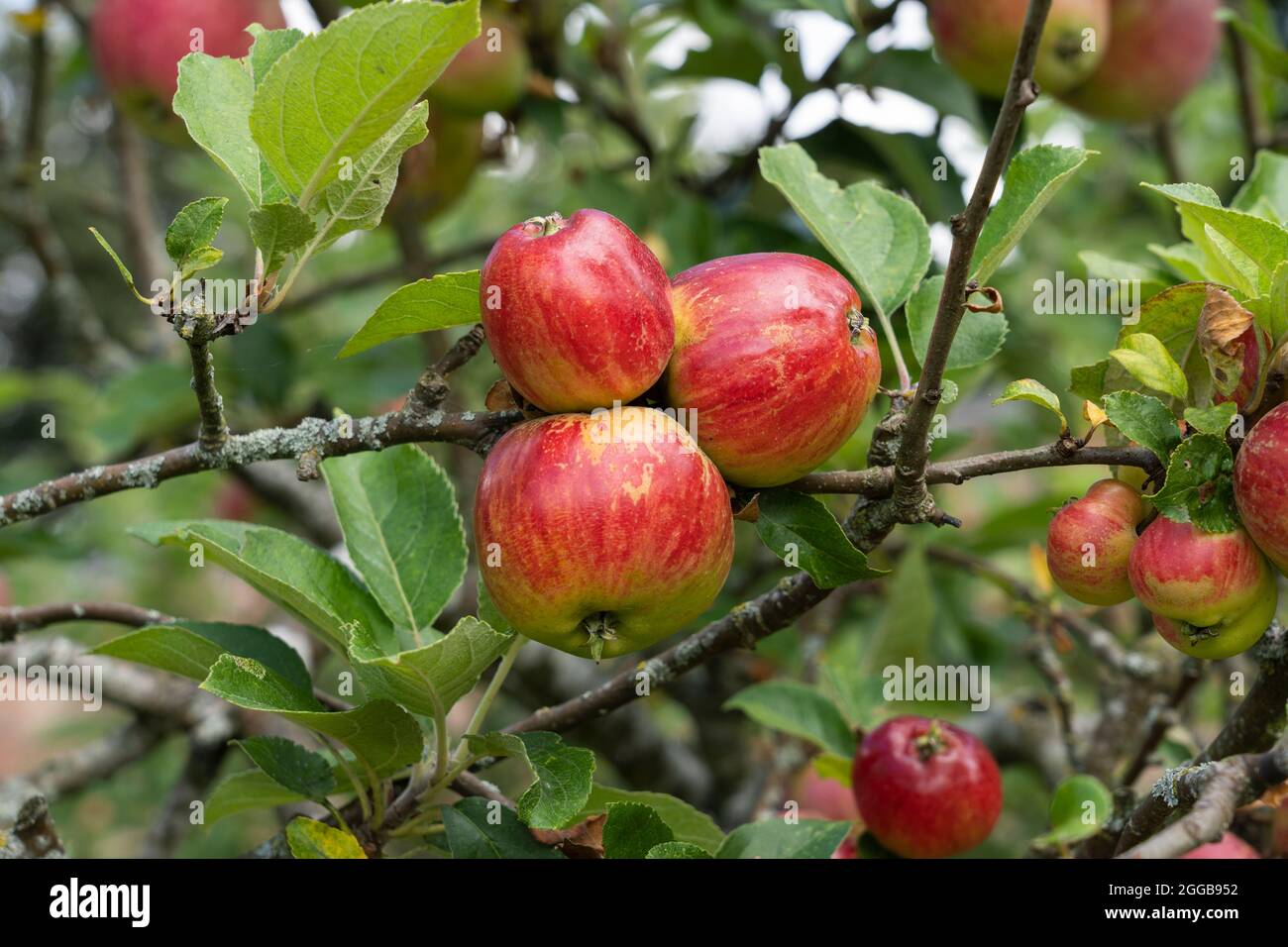 A cluster of red apples growing on an apple tree in August in Worcestershire, UK Stock Photo