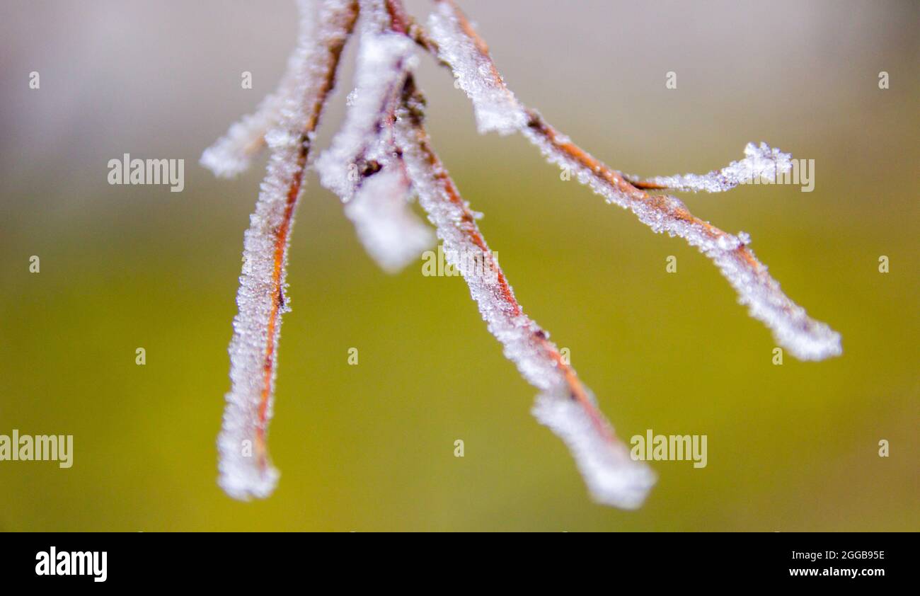 Frozen Branches formed by Wind Stock Photo