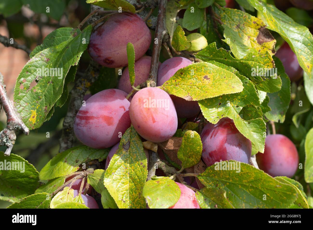 Avalon plums - Avalon is a relatively new variety of plum tree which was bred to be better than Victoria. Growing on a plum tree in August, England Stock Photo