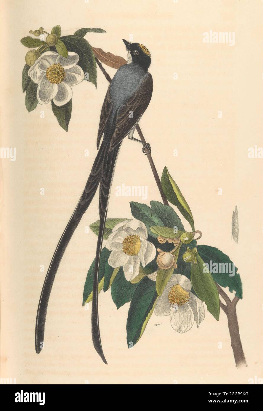 Fork-tailed Flycatcher, Gordonia lasianthus, 1840-44. From The Birds of America from Drawings Made in the United States. Stock Photo