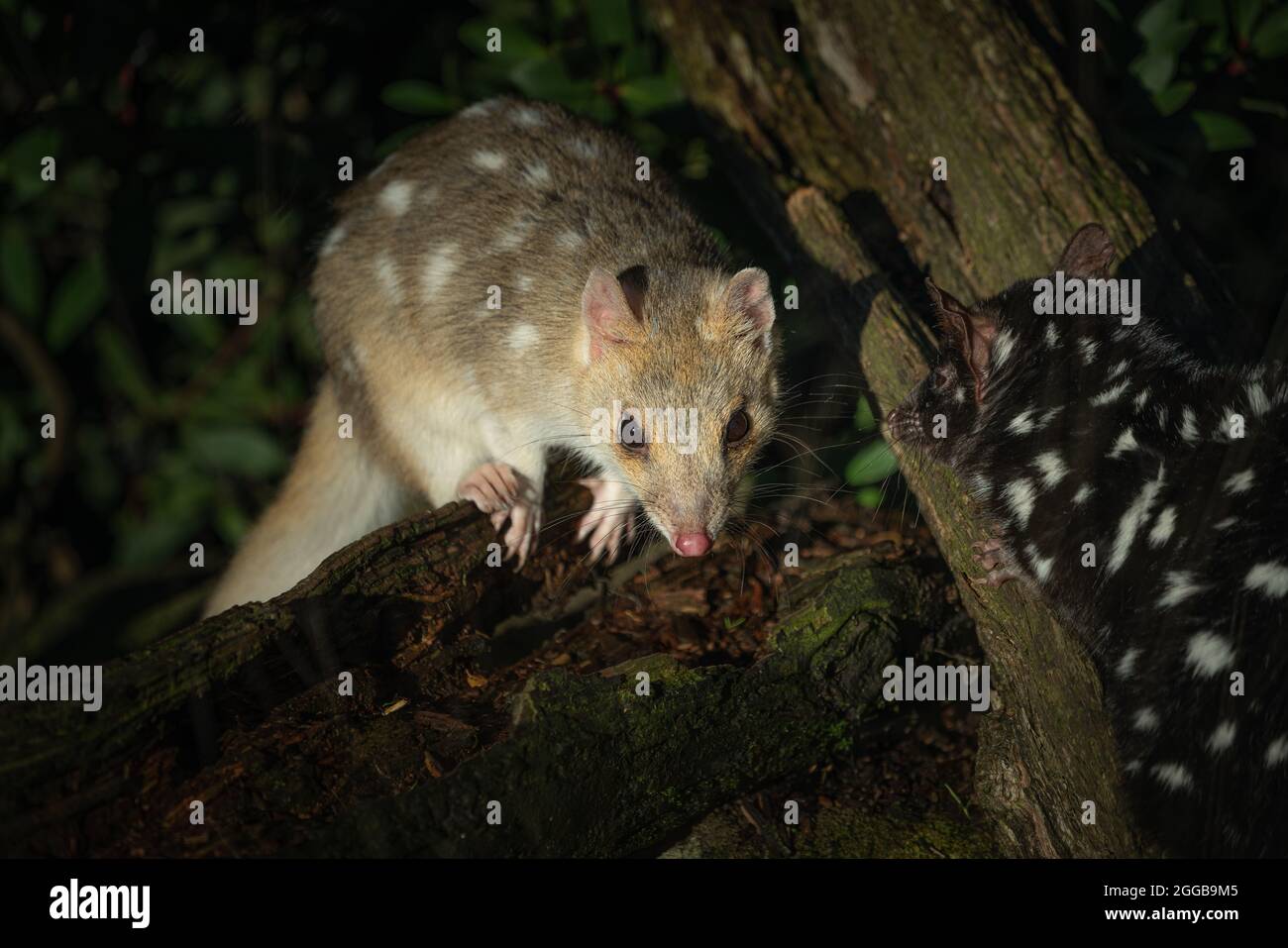 An black eastern quolls in the zoo Stock Photo