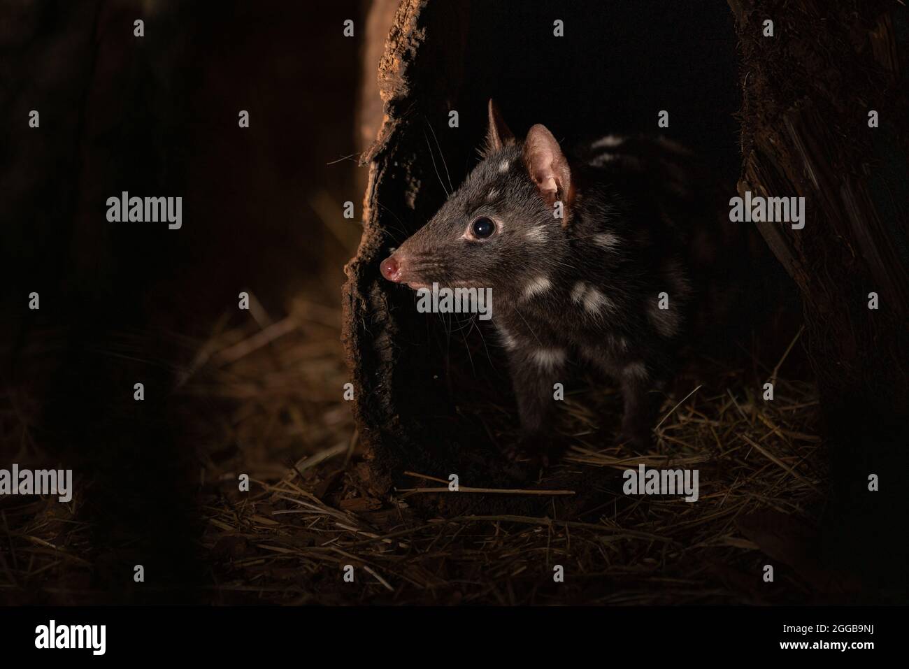 Closeup of an eastern quoll in the zoo Stock Photo