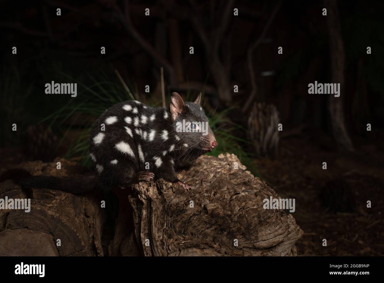 Closeup of an eastern quoll on a log in the zoo Stock Photo