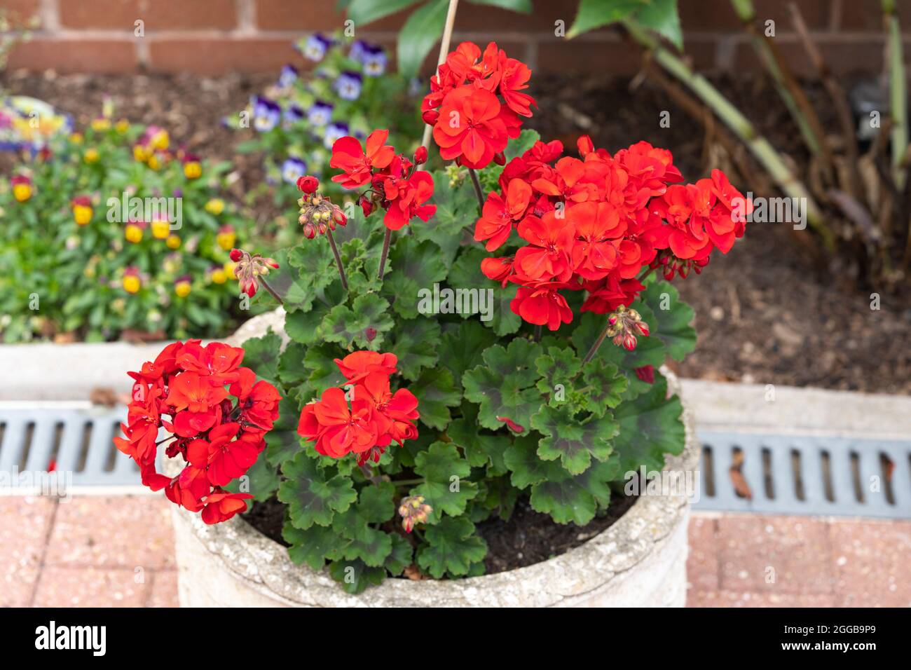 Upright Geranium Velvet Red with red flowers and variegated green leaves growing in a plant pot in an English garden and flowering in August Stock Photo