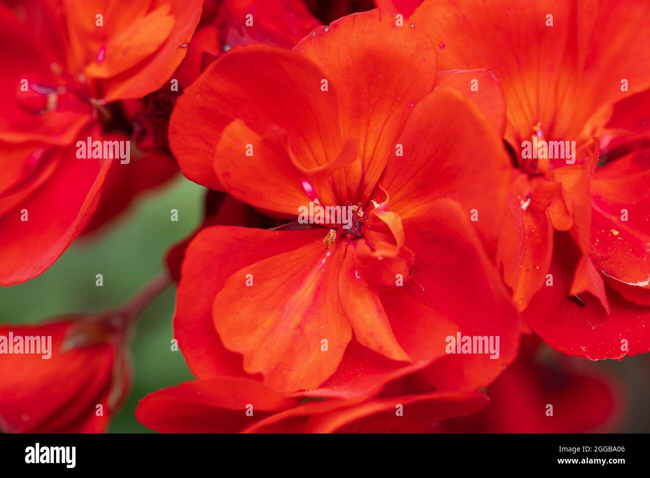 Closeup of an Upright Geranium Velvet Red plant with red flowers Stock Photo