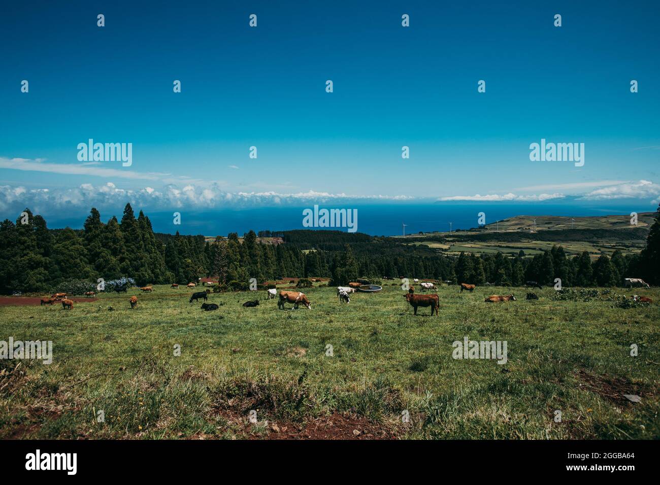 Rural scene grazing cow hi-res stock photography and images - Alamy