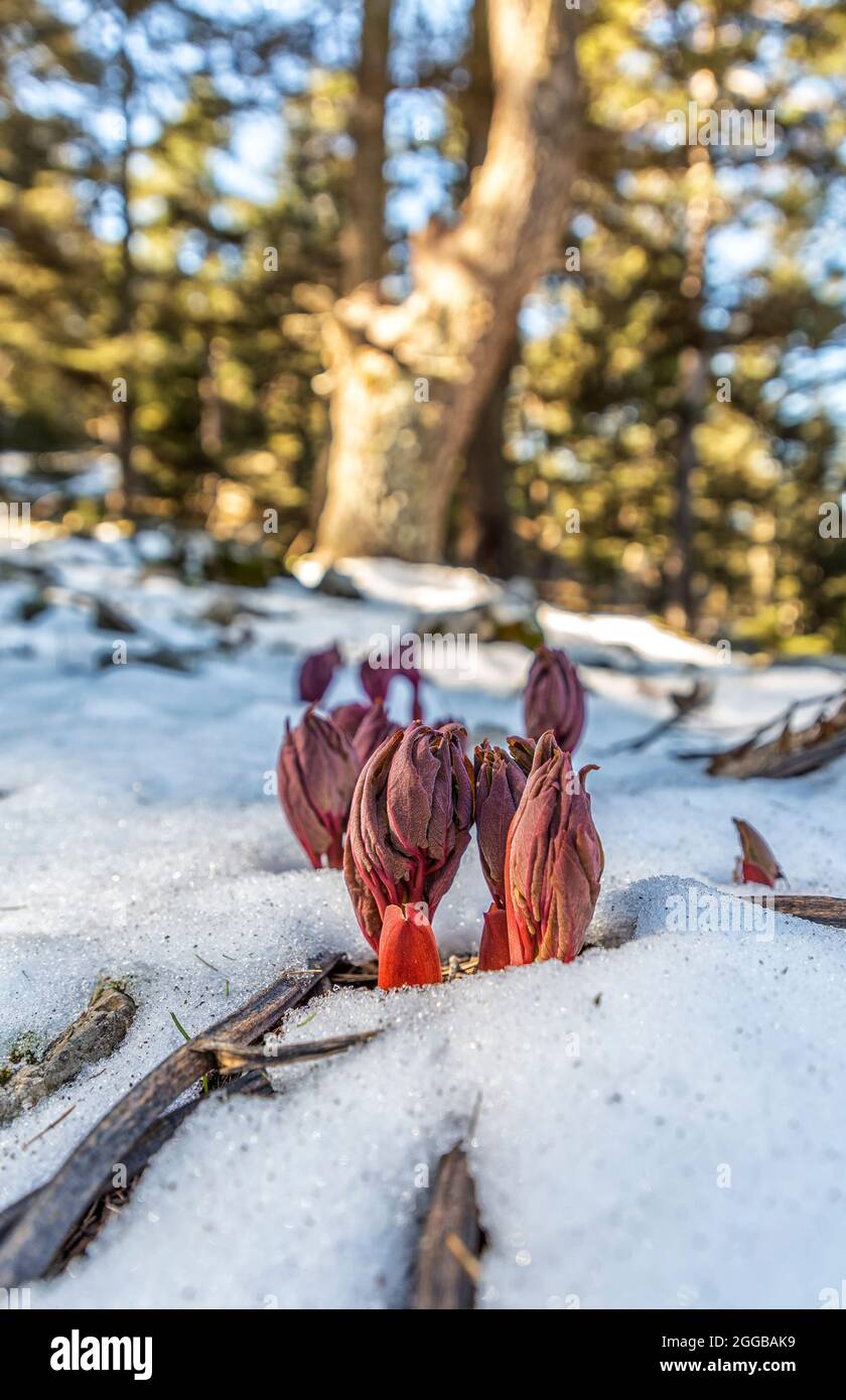 The colors of nature in the Bey Mountains. Peony flowers growing, cedar