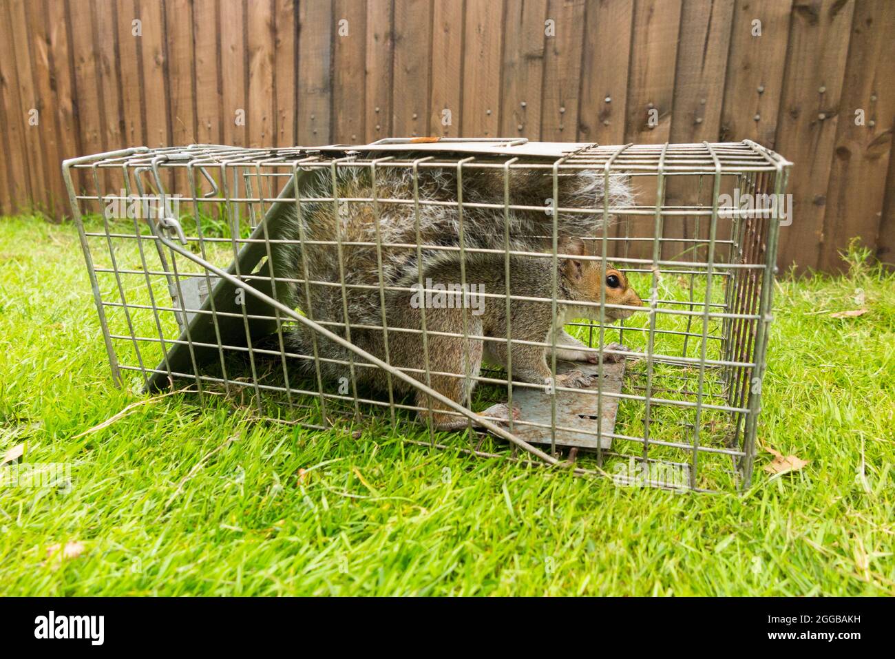 Wild grey squirrel caught and trapped in a humane trap after causing a  nuisance in a suburban garden by digging up the lawn. Squirrels are a vermin  pest. UK (127 Stock Photo -