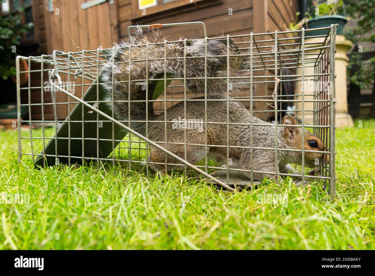 Wild grey squirrel caught and trapped in a humane trap after causing a