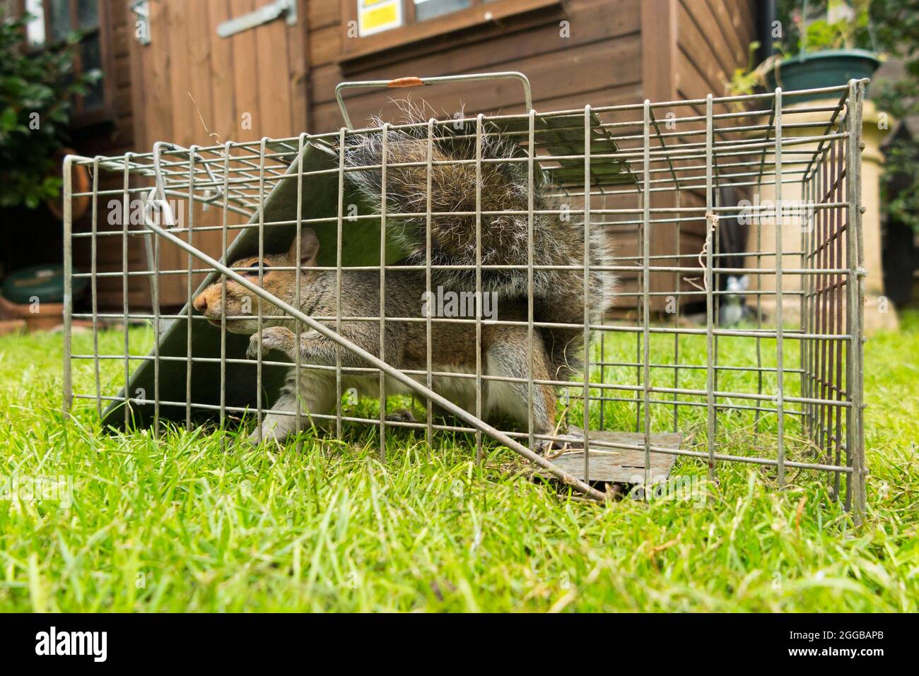 https://c8.alamy.com/comp/2GGBAPB/wild-grey-squirrel-caught-and-trapped-in-a-humane-trap-after-causing-a-nuisance-in-a-suburban-garden-by-digging-up-the-lawn-squirrels-are-a-vermin-pest-uk-127-2GGBAPB.jpg