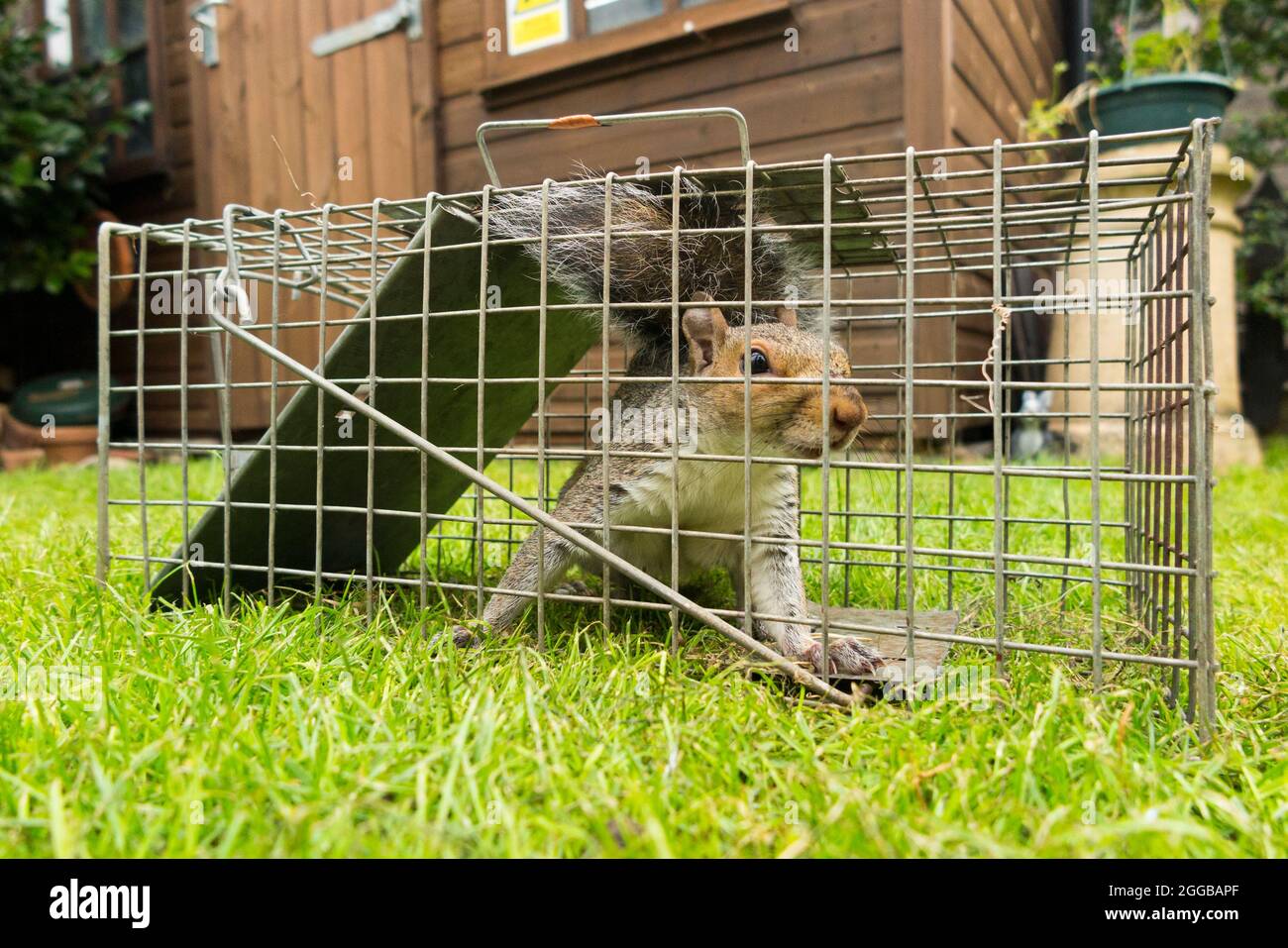 Grey Squirrel caught in a Humane Squirrel Trap Sciurus Carolinensis Surrey  UK Stock Photo - Alamy