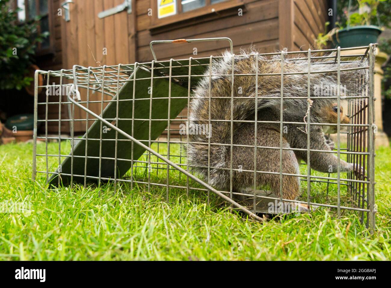 Wild grey squirrel caught and trapped in a humane trap after causing a  nuisance in a suburban garden by digging up the lawn. Squirrels are a  vermin pest. UK (127 Stock Photo 