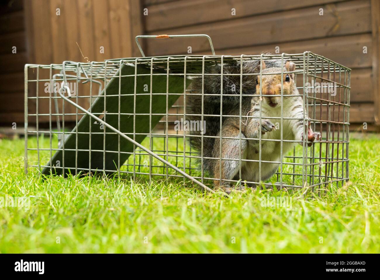 Backyard chipmunk trap. Chipmunk on verge of entering humane trap. See  Image ID:W3G4HE for the capture as chipmunk goes for the bait (a blueberry  Stock Photo - Alamy