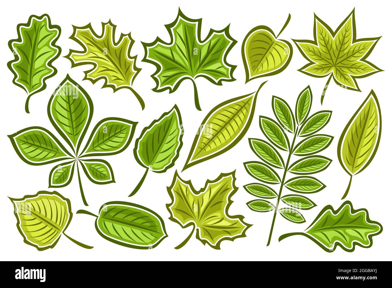 Vector set of Green Leaves, lot collection of cut out illustrations contour  spring leaf for herbarium, group of cartoon design green rowan sprig and m  Stock Vector Image & Art - Alamy
