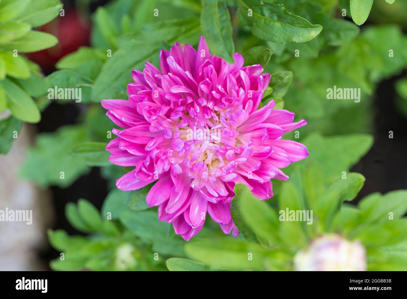 A pink Colour Carpet Pink Dwarf China Aster (Callistephus chinensis) growing  in an English garden in Worcestershire in late August, UK Stock Photo