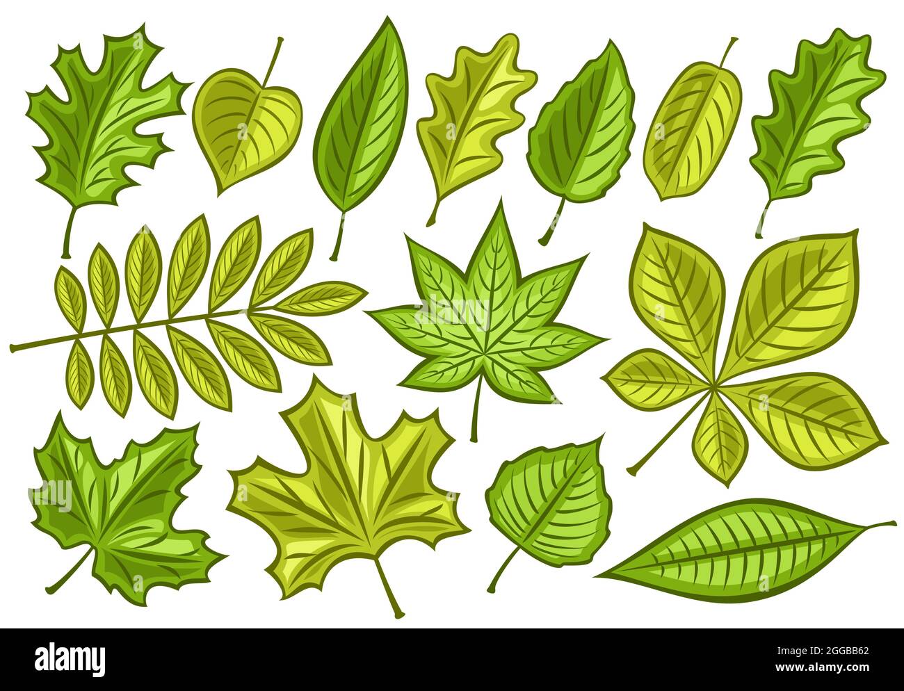 Vector set of Green Leaves, lot collection of cut out illustrations spring season leaf for herbarium, group of cartoon design green rowan sprig and ma Stock Vector