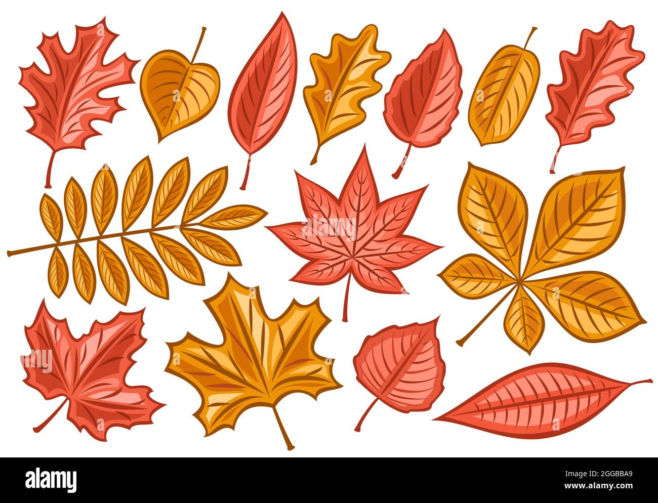Vector set of Autumn Leaves, lot collection of cut out illustrations fall season dried leaf for herbarium, group of cartoon design rowan sprig and man Stock Vector