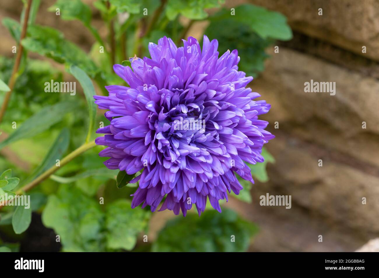 A lilac / purple coloured China Aster (Callistephus chinensis) growing in an English garden in Worcestershire in late August, UK Stock Photo
