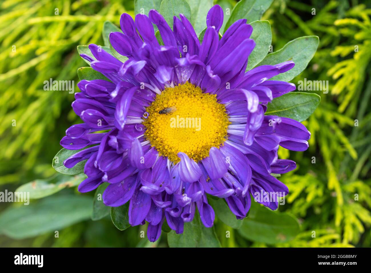 A lilac / purple coloured China Aster (Callistephus chinensis) with a yellow centre growing in an English garden in Worcestershire in late August, UK Stock Photo