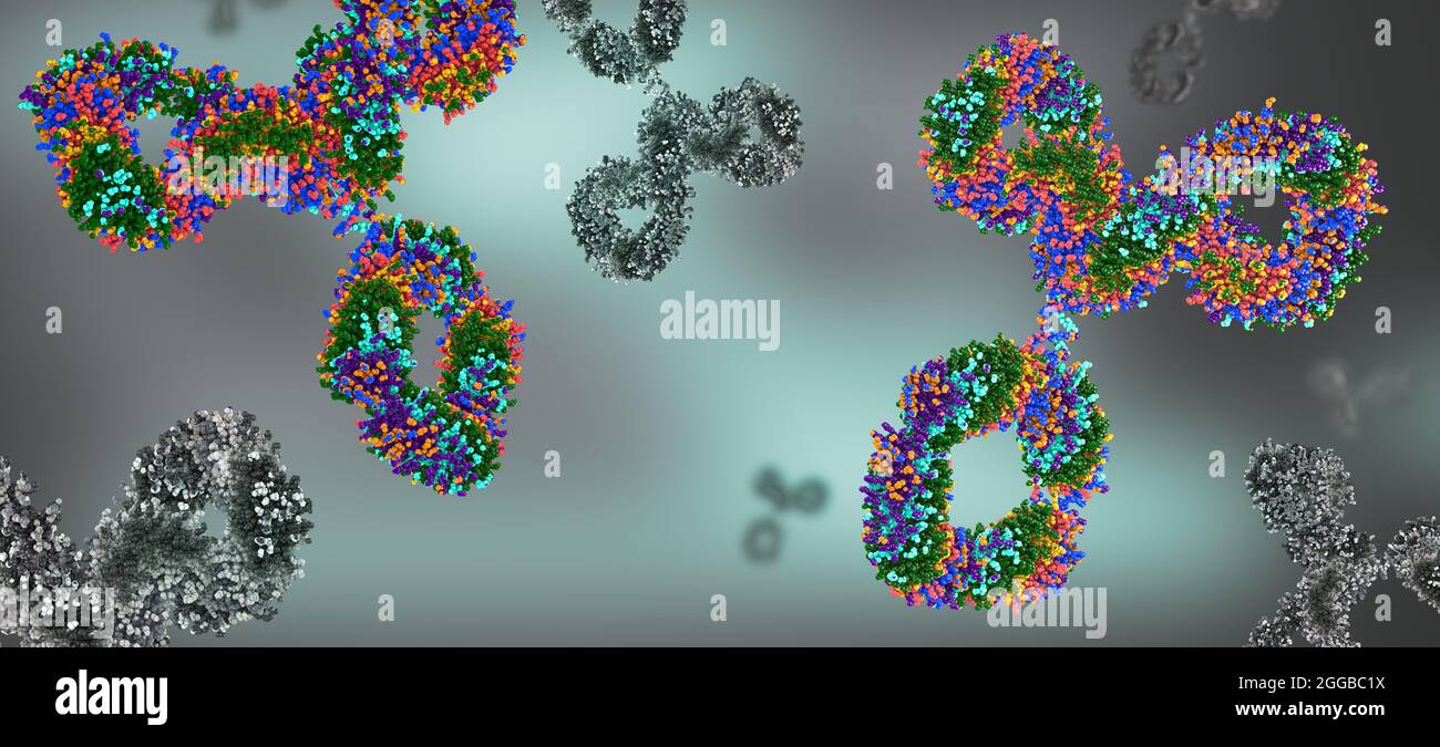Multicolored antibodies or immunoglobulin protein structures 3d