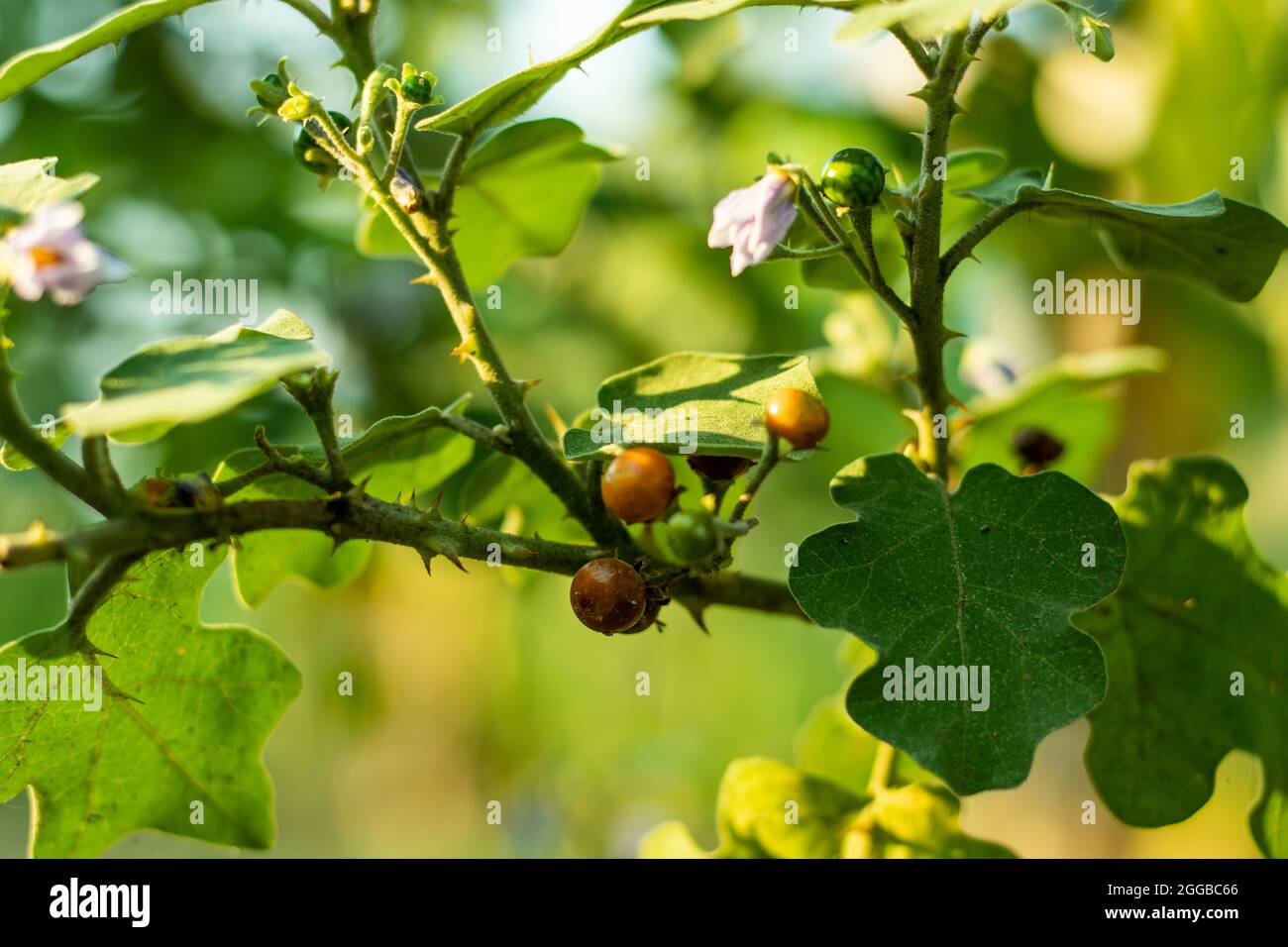 Small cherry, Devil's fig, Turkey berry, Aubergine or Pea eggplant or