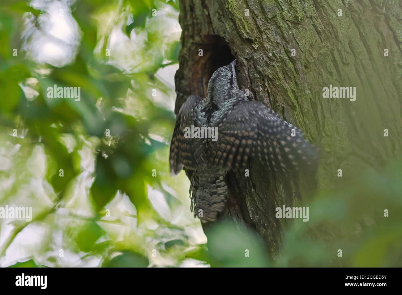 Eurasian wryneck / northern wryneck (Jynx torquilla) young / nestling / chick outside nest hole in tree in forest in spring Stock Photo