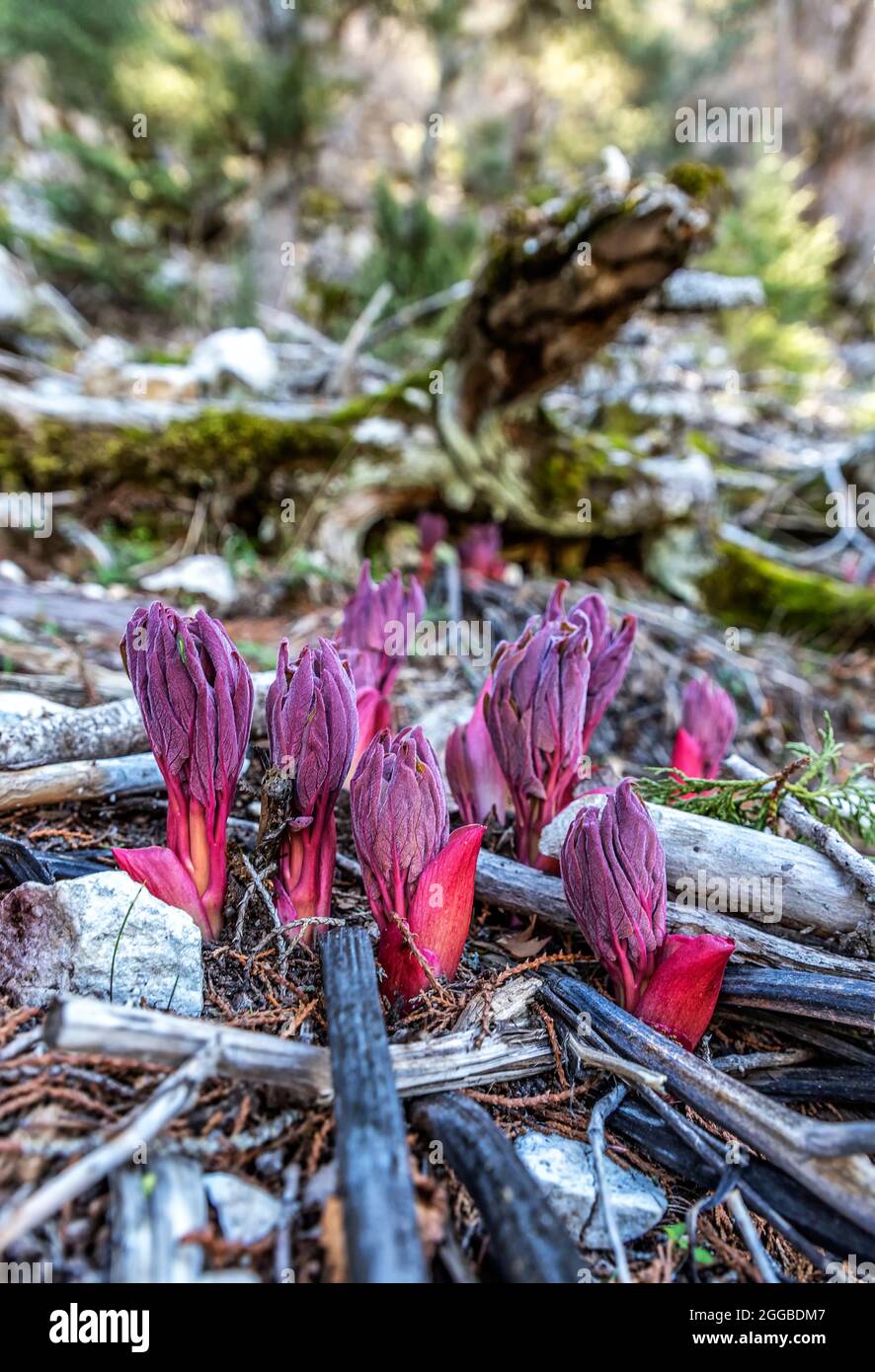 The colors of nature in the Bey Mountains. Peony flowers growing, cedar