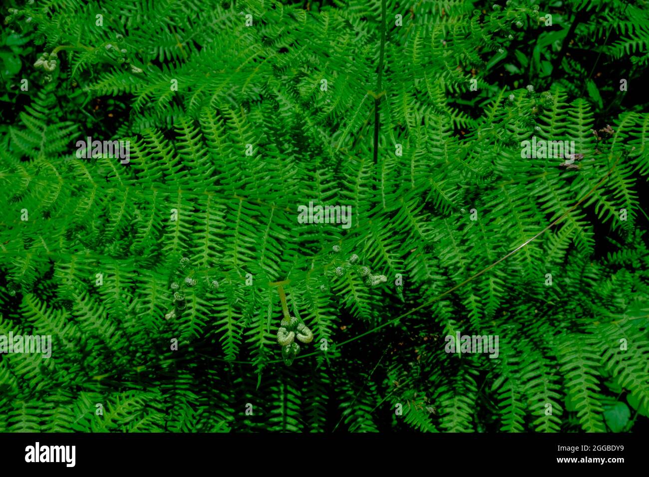green fern leaves in sunlight close-up on the wild. Natural background. Copy space. Top view Stock Photo