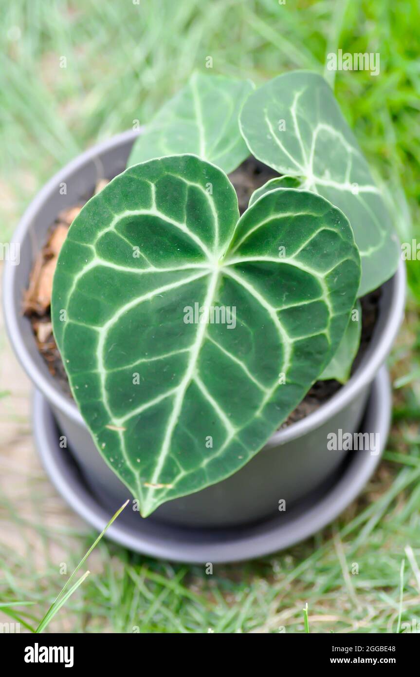 Anthurium or Anthurium clarinervium, Anthurium crystallinum or Anthurium  hybrid Stock Photo - Alamy
