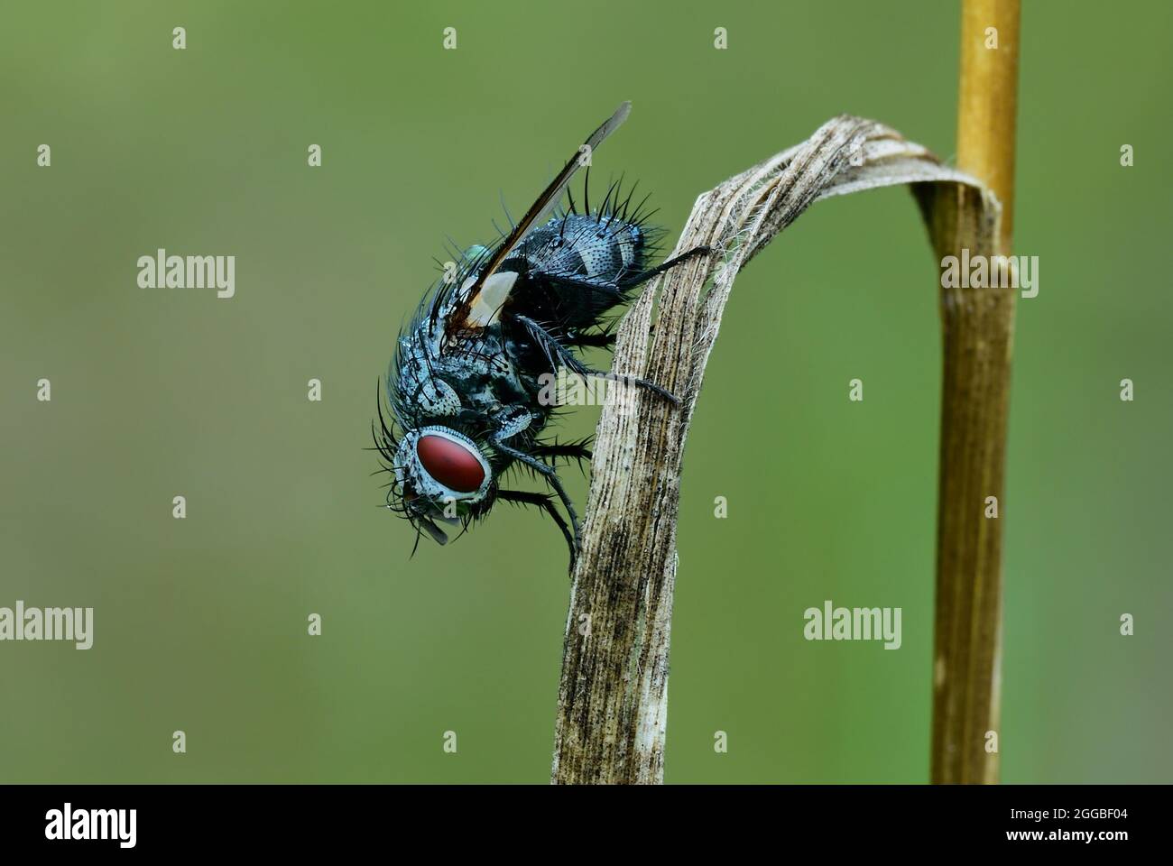 European blue bottle fly after rain. Sitting on dry grass in the meadow. Blurred natural green background. Copy space. Genus Calliphora vicina. Stock Photo