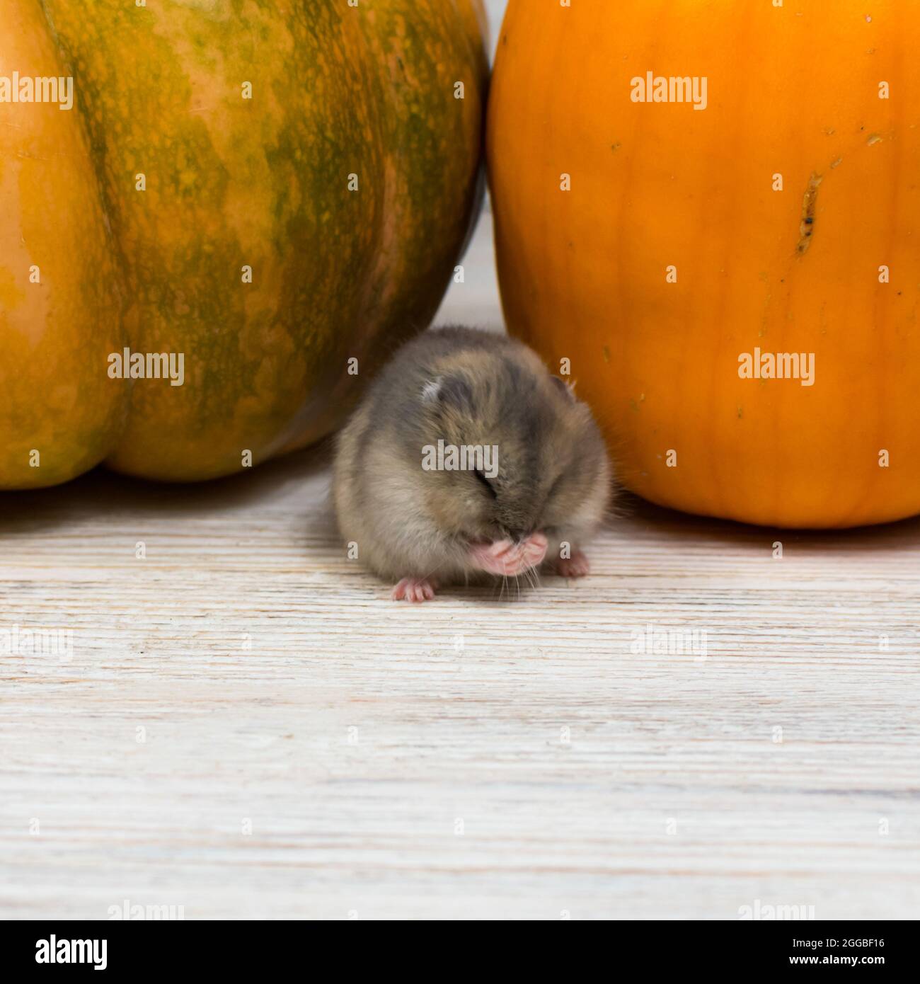 Man holding a tiny, beautiful hamster Stock Photo by ©fantom_rd 100965504