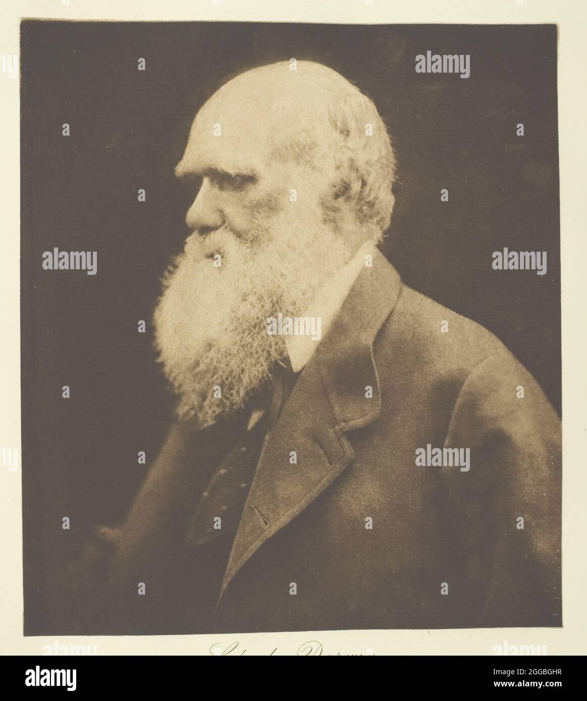 Charles Darwin, 1868, printed c. 1893. A work made of photogravure