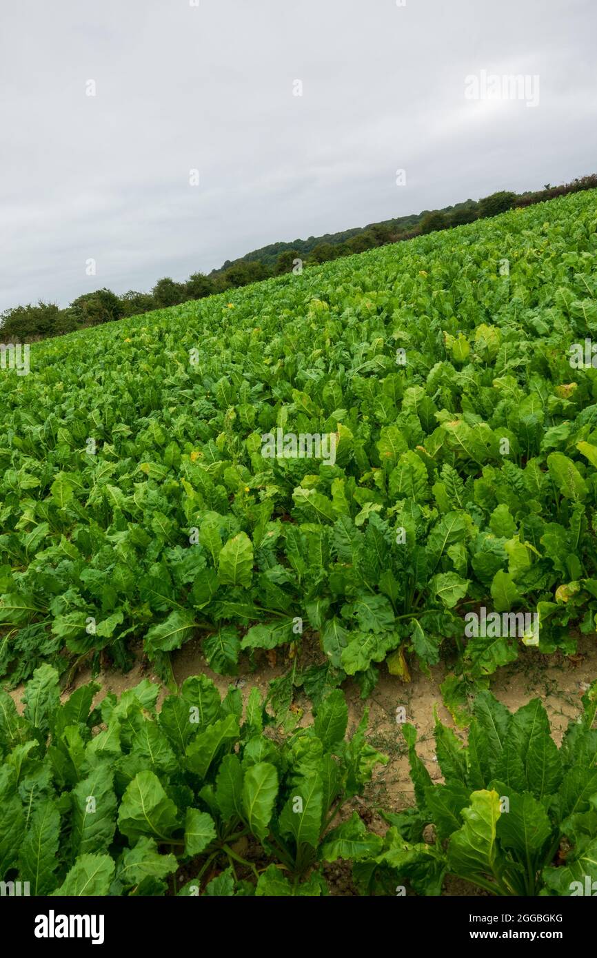 Sugar beet uk hires stock photography and images Alamy
