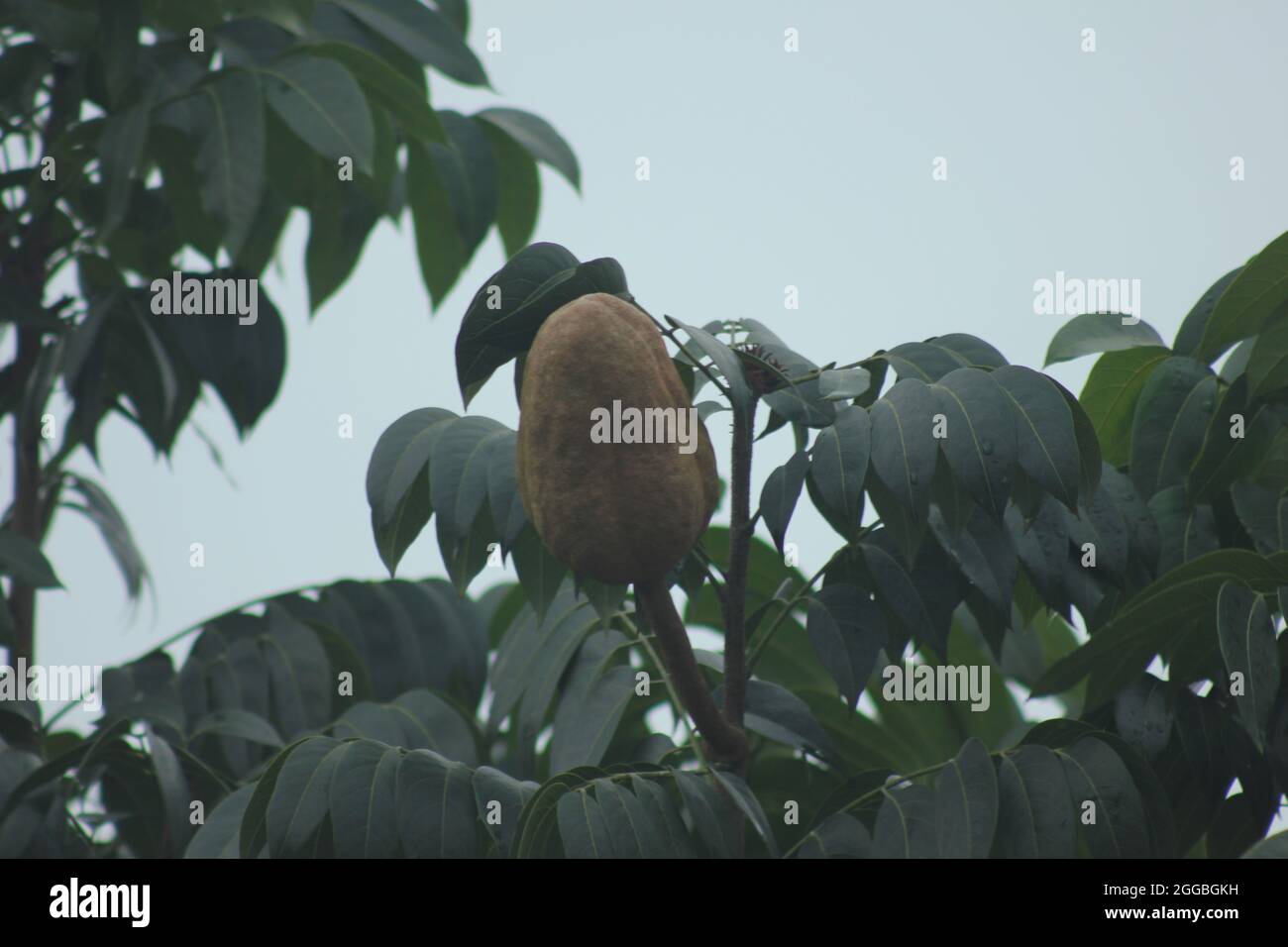 Mahogany Tree Seed Stock Photo