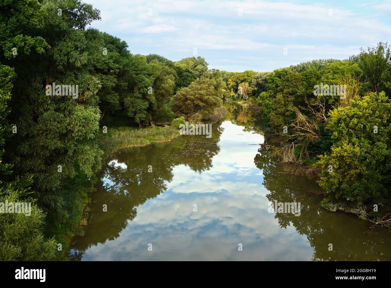 The Danube wetlands near Vienna on an early August morning Stock Photo