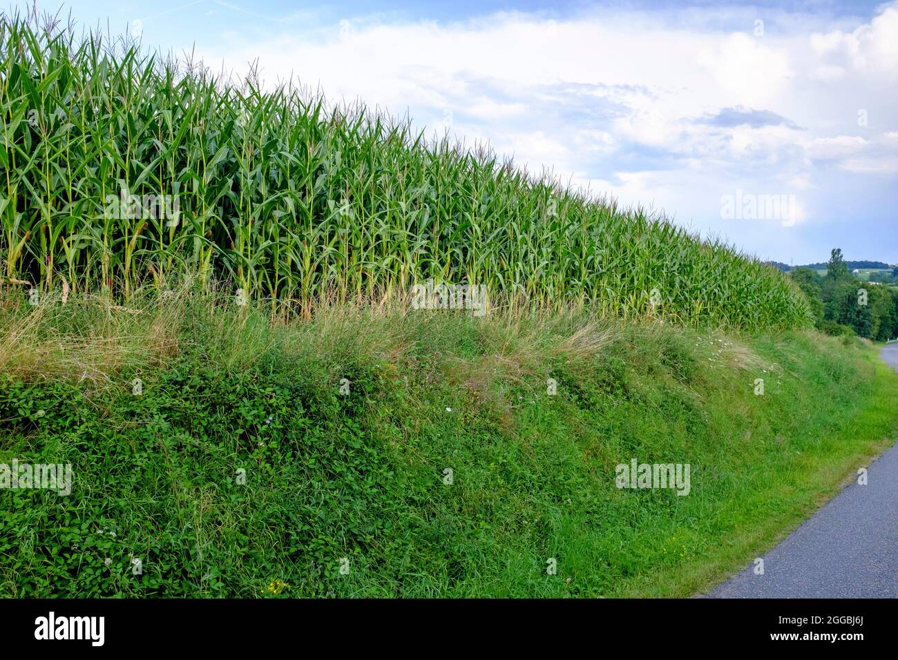 Corn field in summer in Saint Medar en Forez in Rhone-Alpes region of France Stock Photo