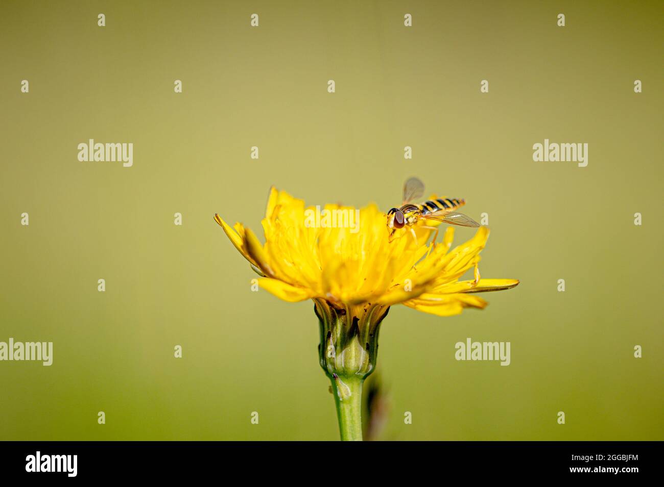 Hover fly collecting pollen from a dandelion flower Stock Photo