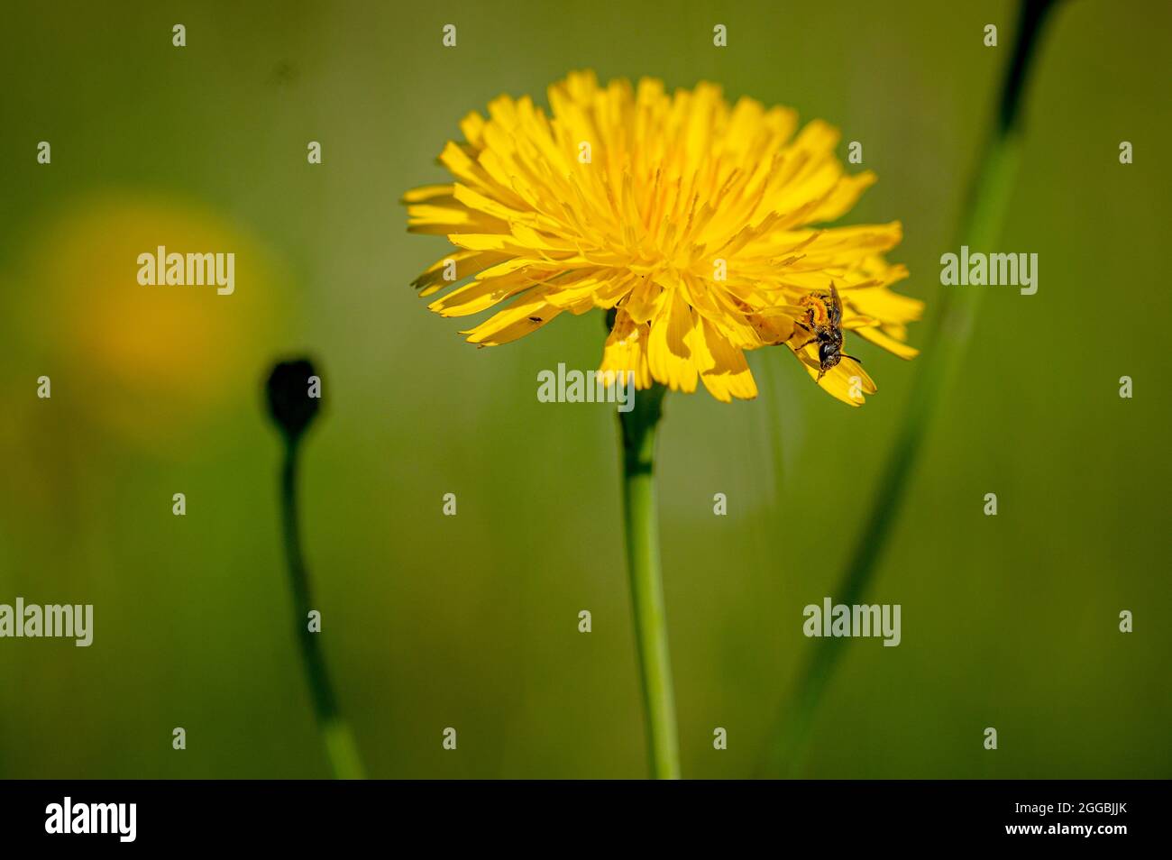 Black soldier fly, hermetia illucens, collecting pollen from a dandelion flower Stock Photo