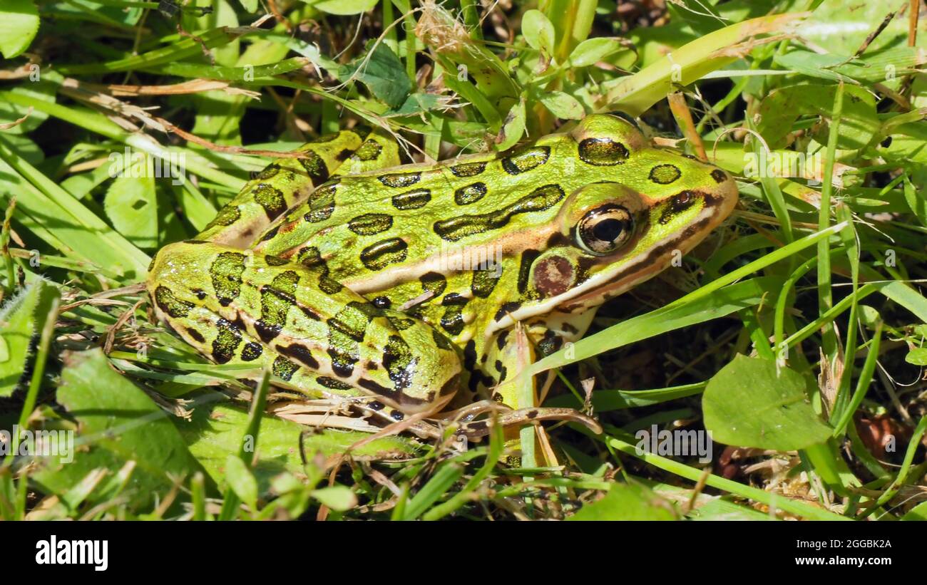 OLYMPUS DIGITAL CAMERA - Close-up of a northern leopard frog resting in a grass in the sunlight. Stock Photo