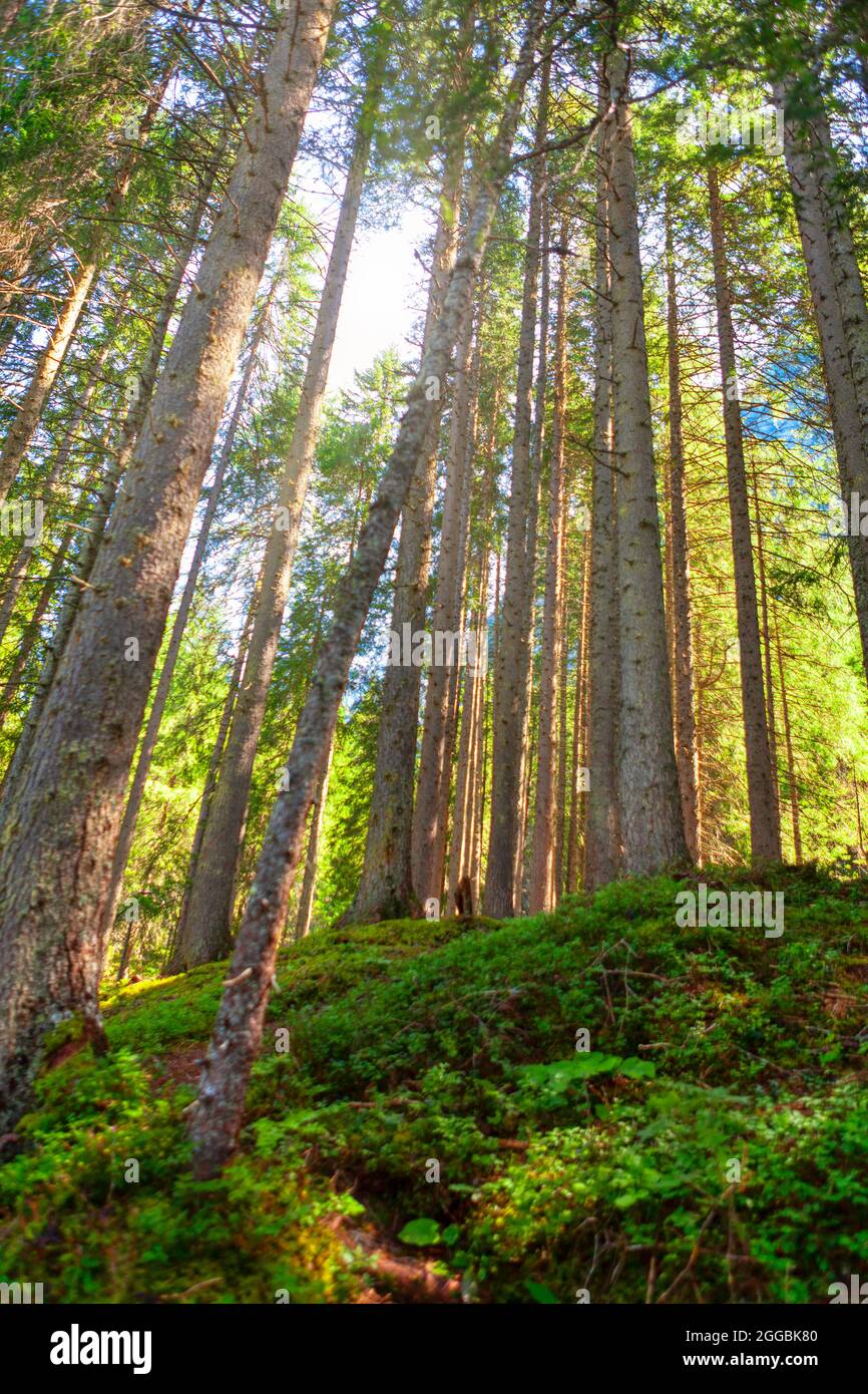 Silhouette tall coniferous trees hi-res stock photography and images ...