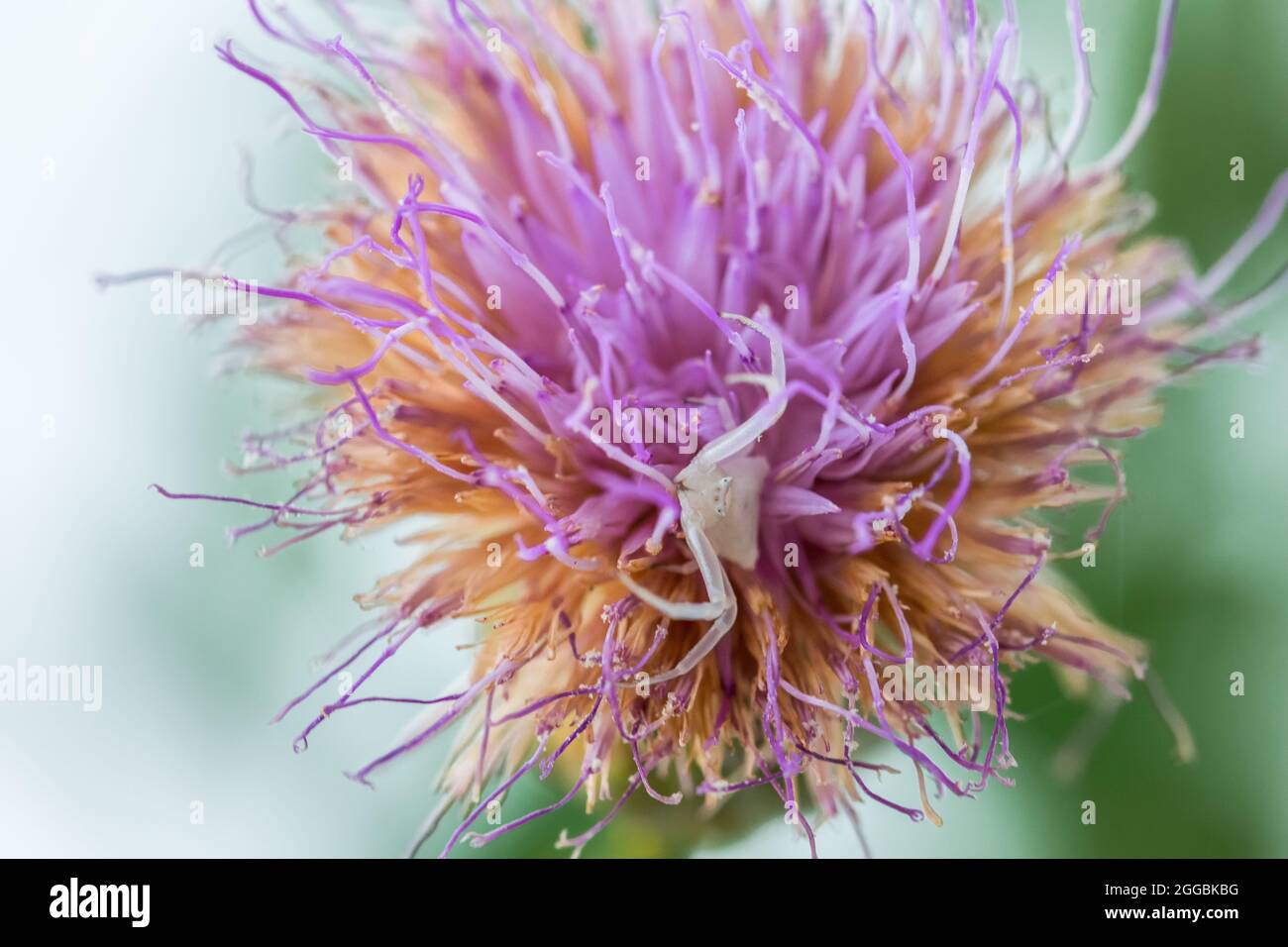 White Humped Crab Spider, Thomisus onustu, on Maltese Rock-Centaury flower Cheirolophus crassifolius Stock Photo