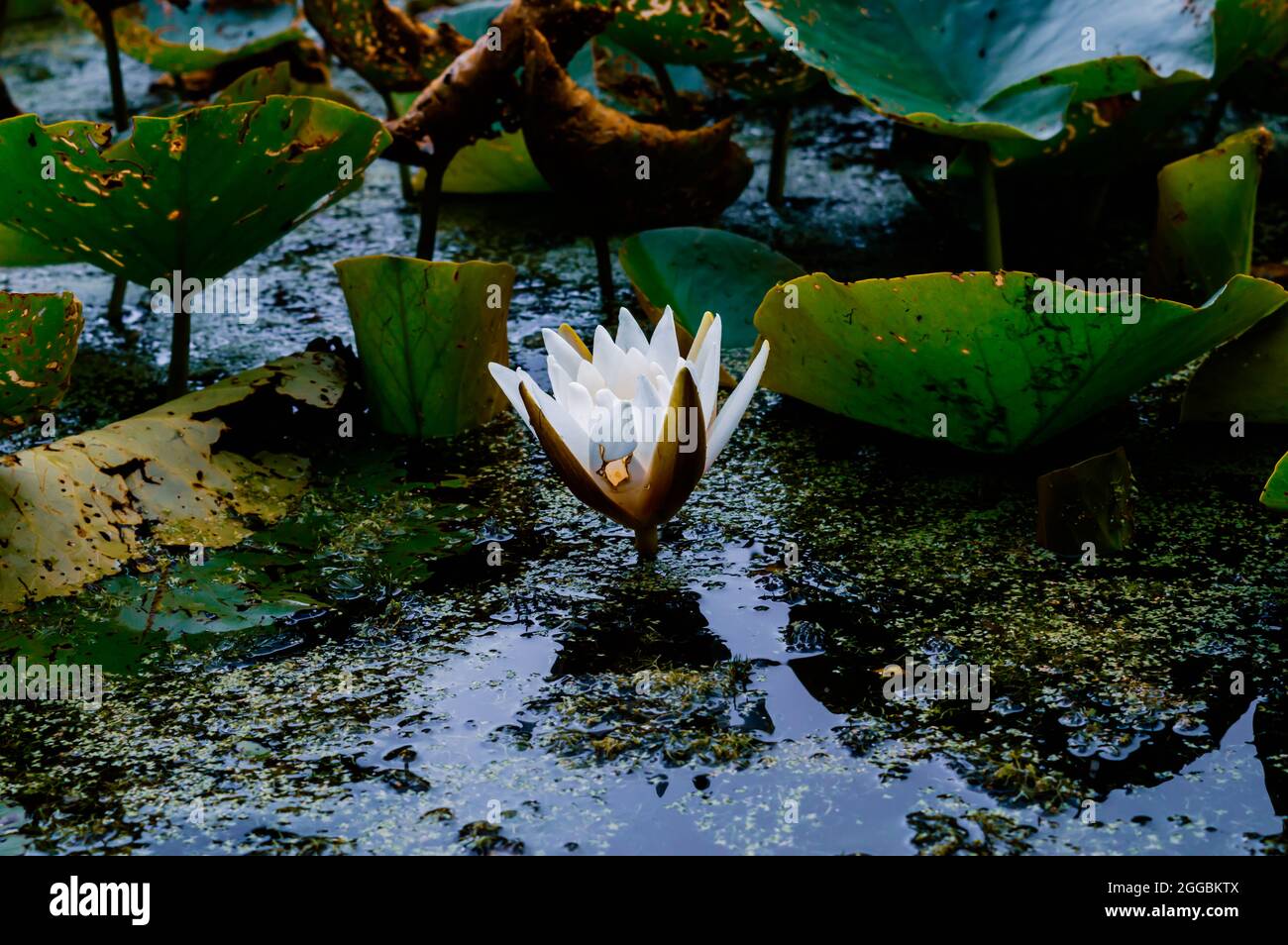 Image of a white waterlily and its reflection in the water. Within the
