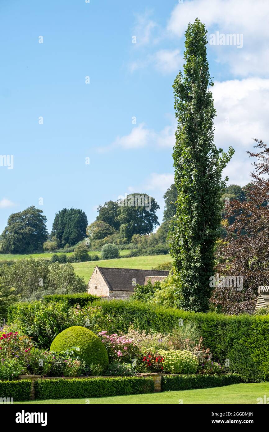 Rural view of the undulating Cotswolds countryside, with single Cypress tree, taken near Bourton-on-the-Hill, Gloucestershire in England. Stock Photo