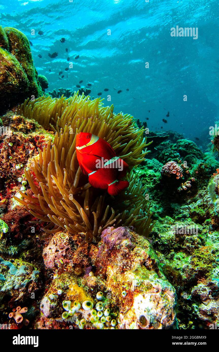 Spinecheek anemonefish,  Bunaken Marine Park, Sulawesi, Indonesia Stock Photo