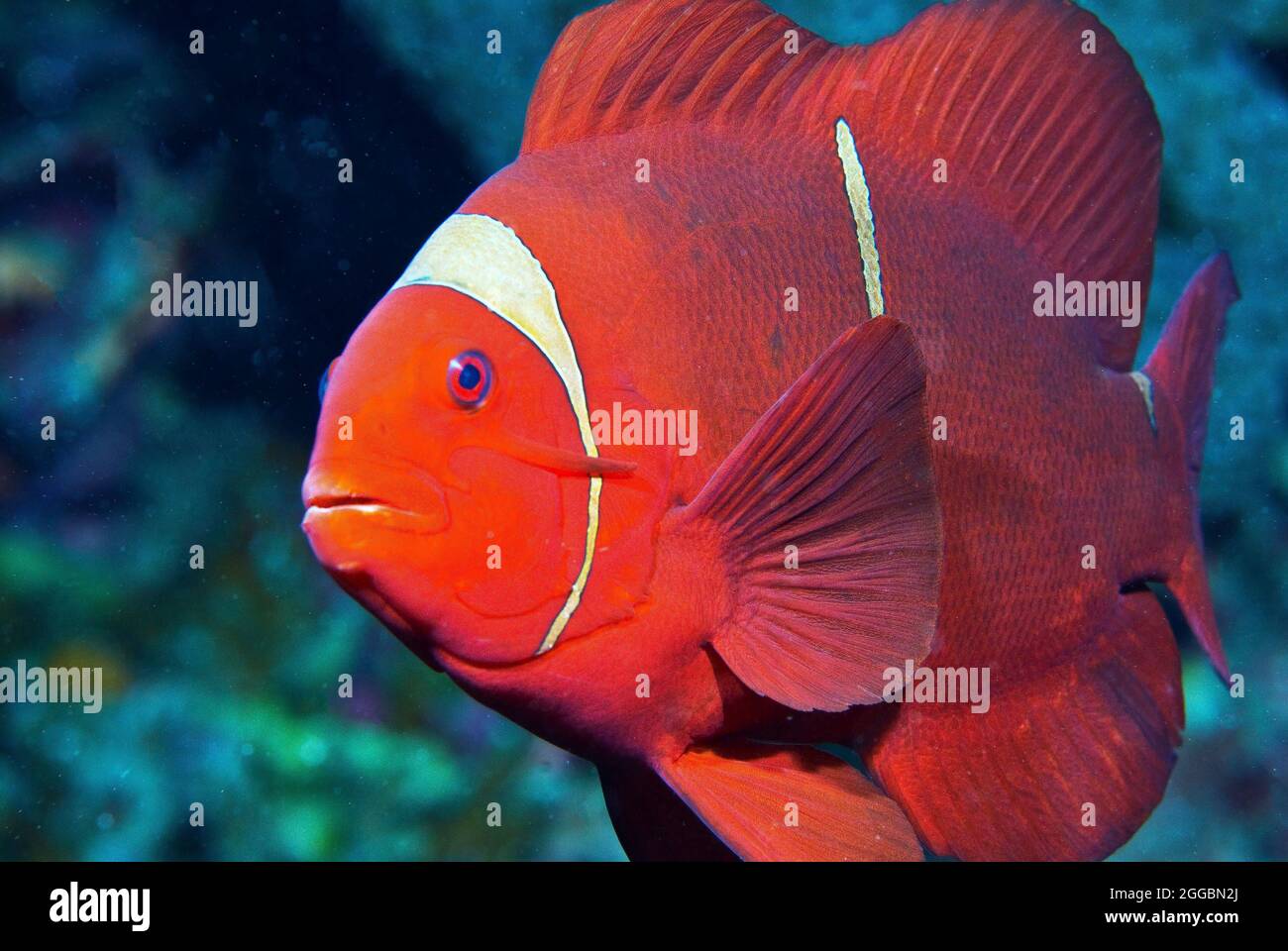 Spinecheek anemonefish,  Bunaken Marine Park, Sulawesi, Indonesia Stock Photo