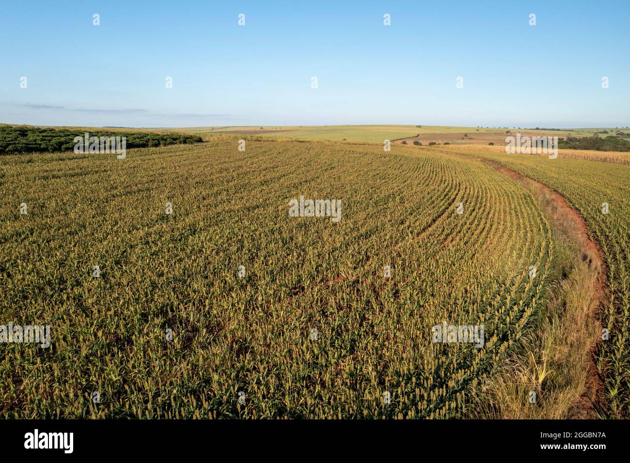 Sorghum plantation on a sunny day in Brazil - Drone view. Stock Photo